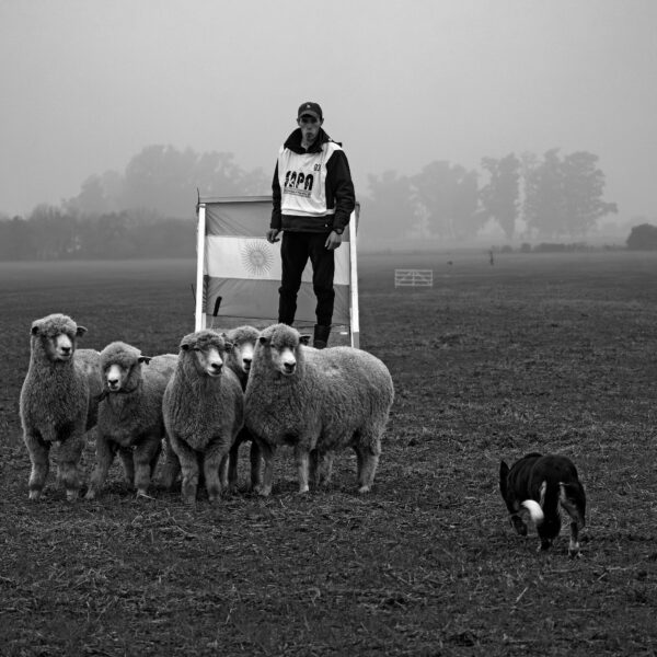Perros arrieros: entre border collies, majadas y pastoreos