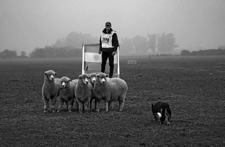 Perros arrieros: entre border collies, majadas y pastoreos